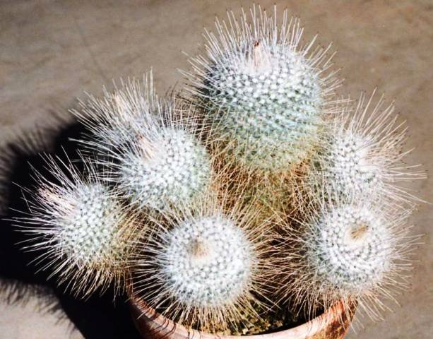 Mammillaria_geminispina